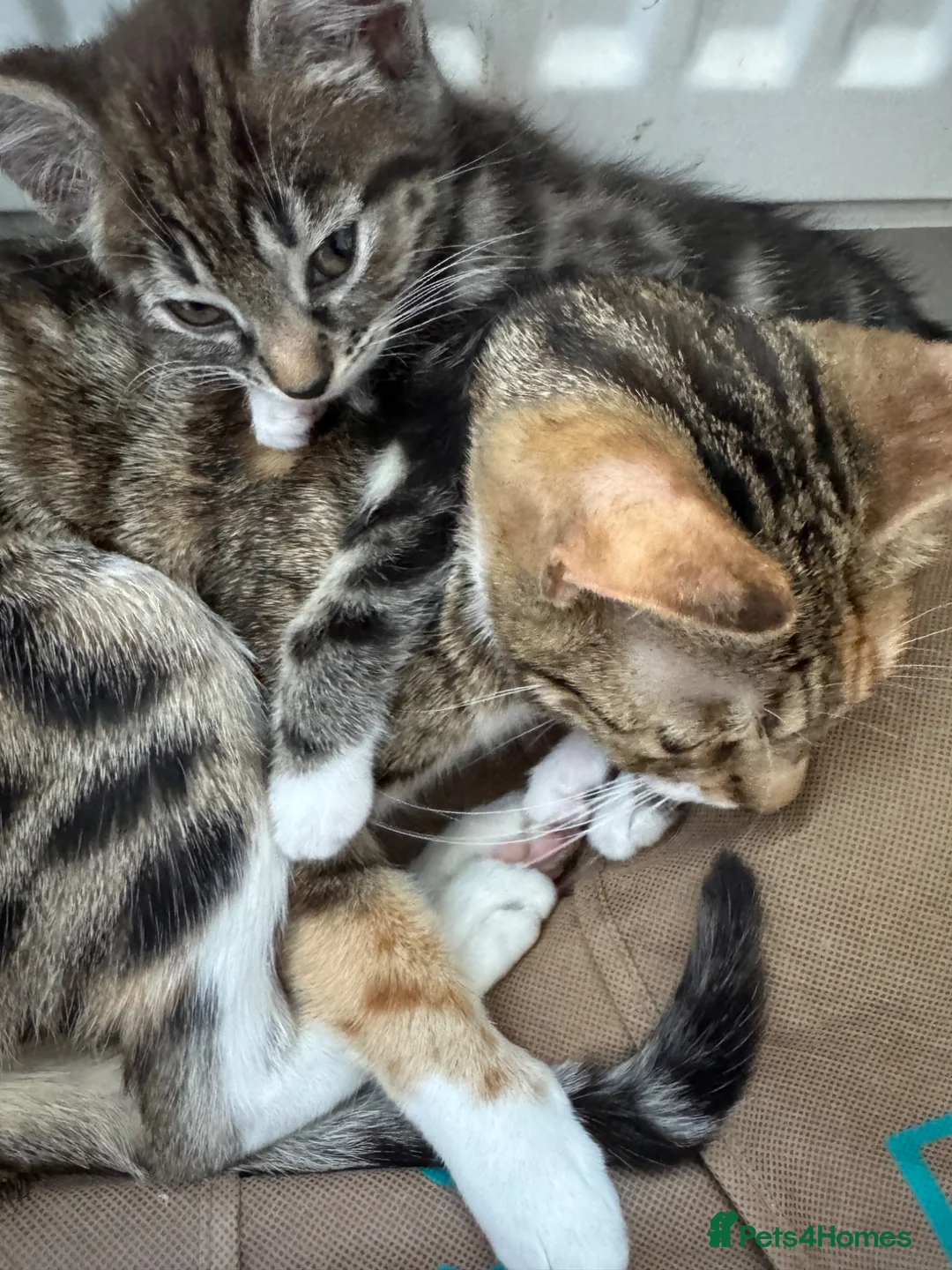 Mixed Breed cats for sale: Mixed breed kittens - Advert 2