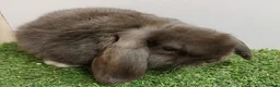 Mini Lop rabbits for sale: Vaccinated RHVD2 with Yuravac.  Baby Mini Lops - Advert 5