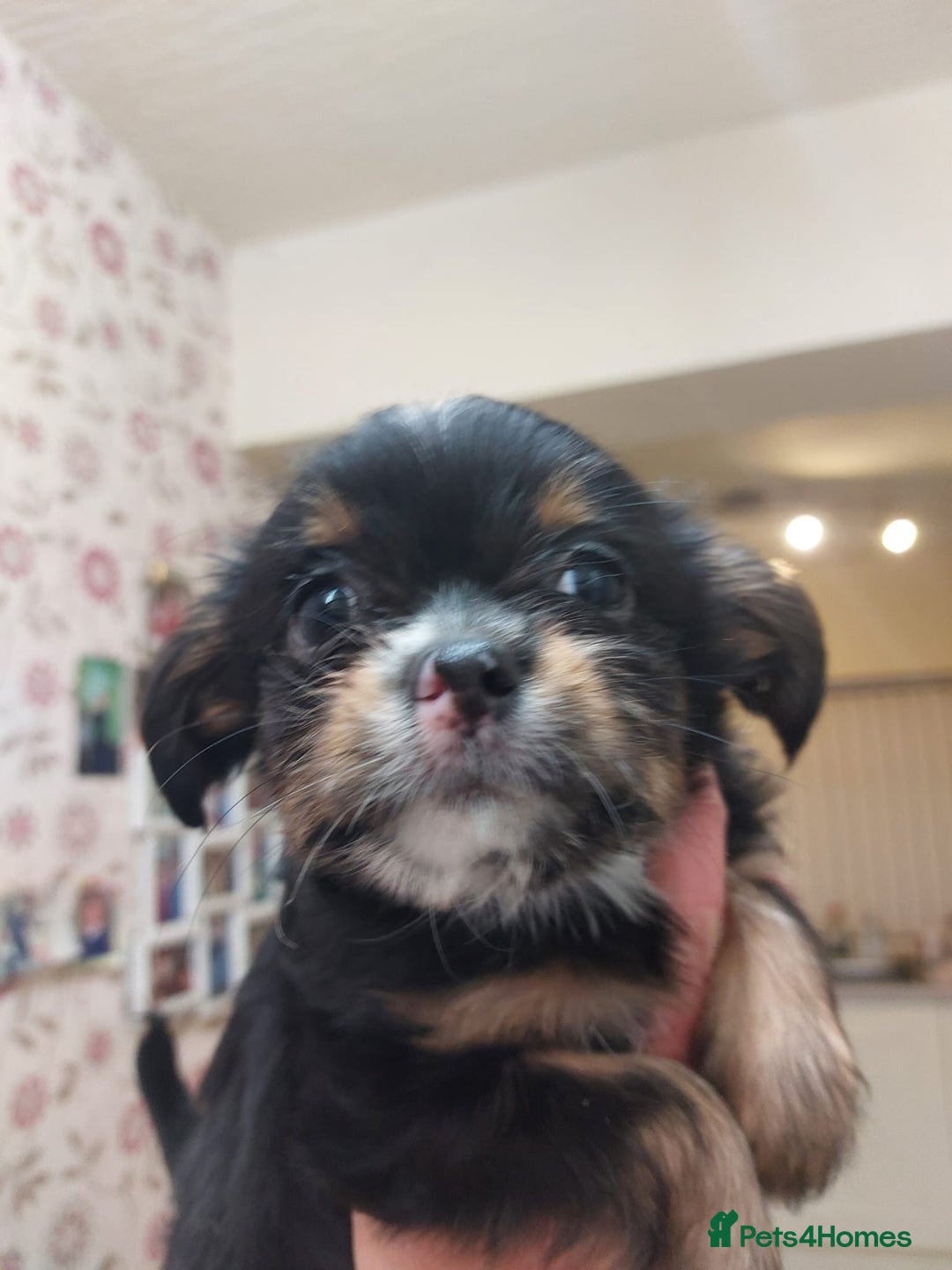 Mixed Breed dogs for sale: Ready to collect  - Advert 32