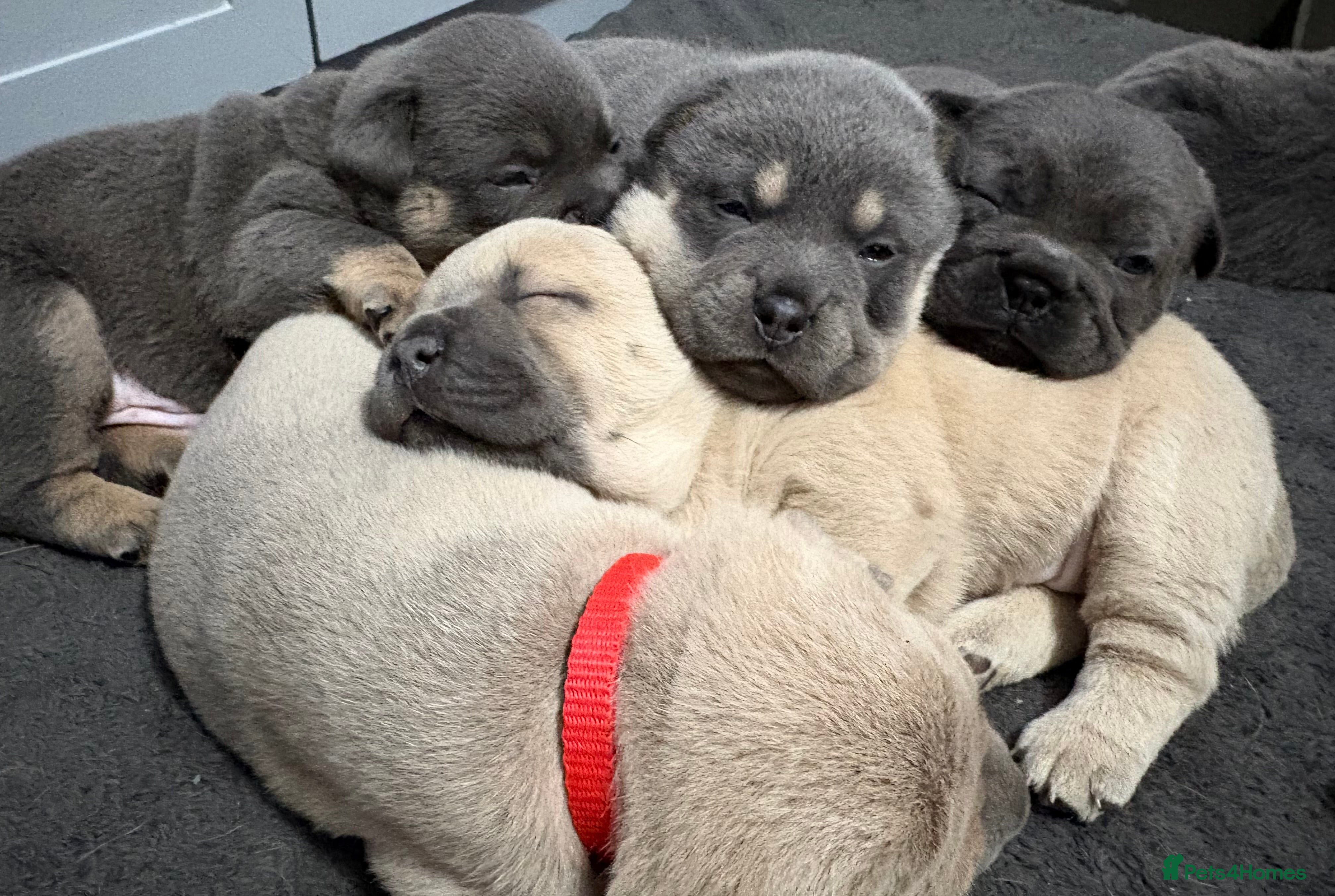 Mixed Breed dogs 🩷 STUNNING FRENCH CHOWS🩵 - Advert 3