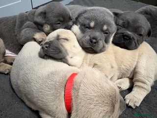 Mixed Breed dogs 🩷 STUNNING FRENCH CHOWS🩵 - Advert 3