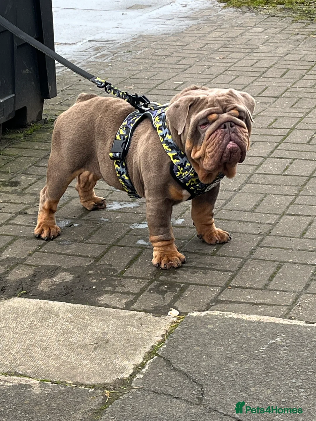 English Bulldog dogs for stud: GELATO 🍧 in Middlesbrough - Advert 4
