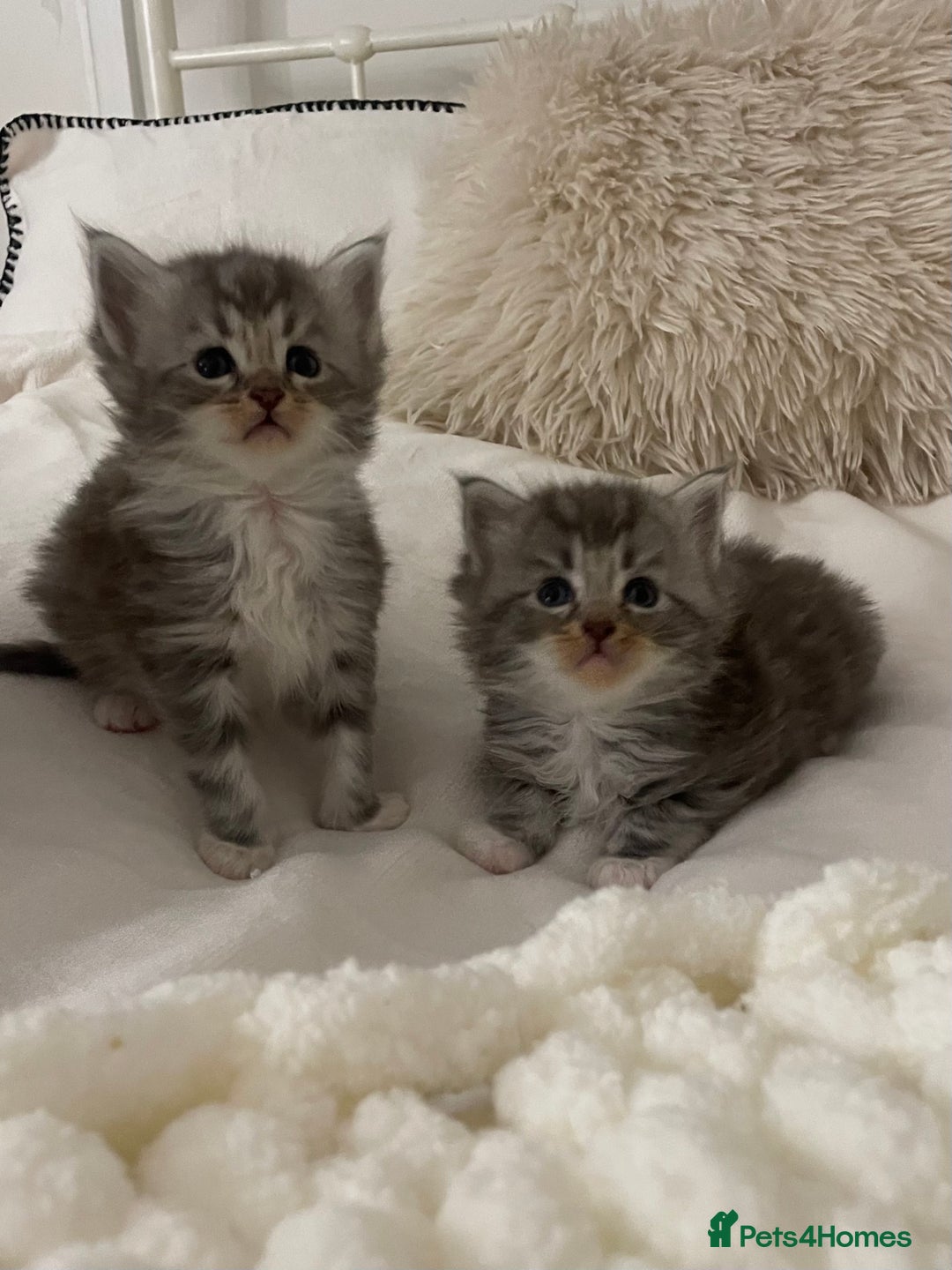 Maine Coon cats for sale: ✨Beautiful Mainecoon/Ragdoll mix kittens✨ - Advert 10