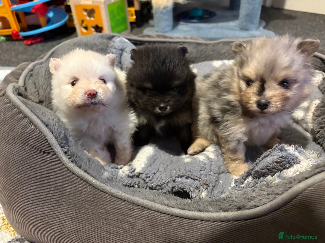 Pomeranian dogs for sale: 1 male 1 female  - Advert 10