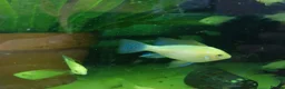 Cichlids fish for sale: Dark knight and golden cichlid rams - Advert 4