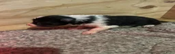 Border Collie dogs for sale: Beautiful border collie puppies - Advert 21