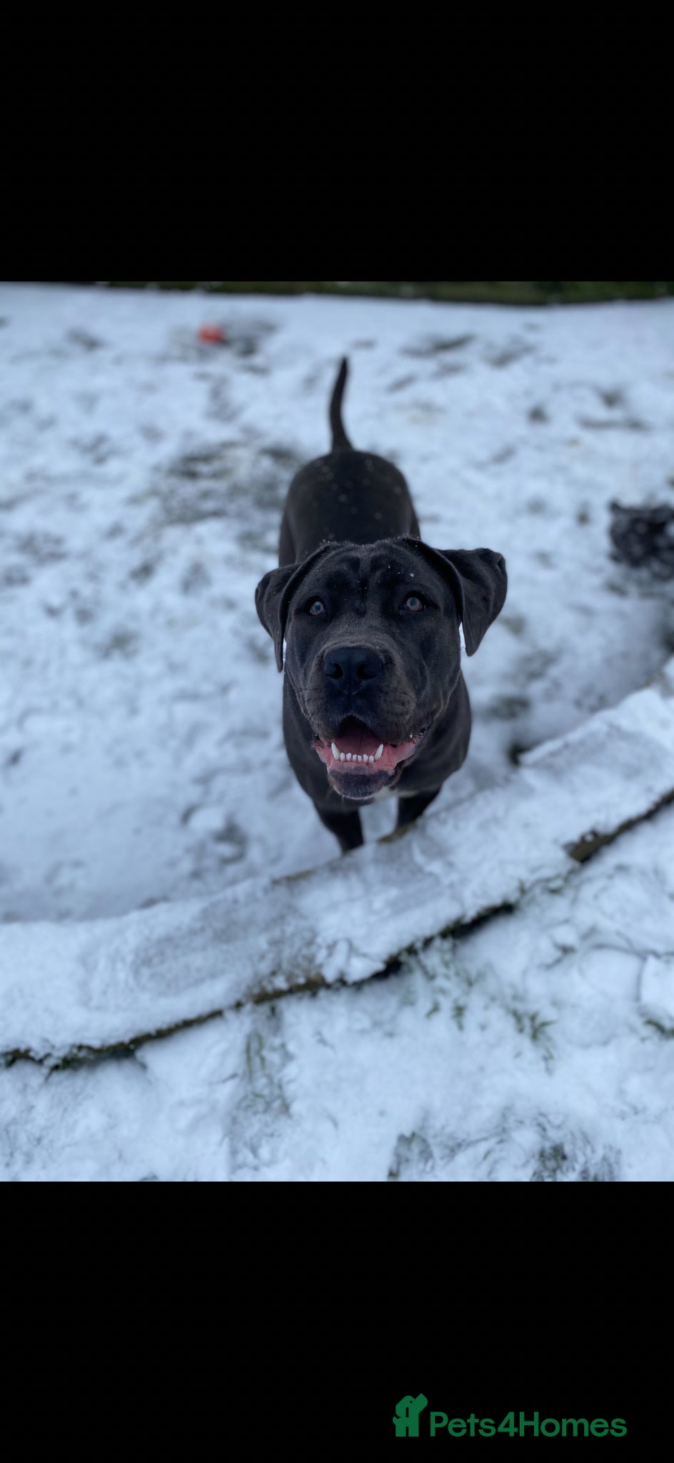 Cane Corso dogs Champion Bloodline Cane Corso Puppies - Advert 4