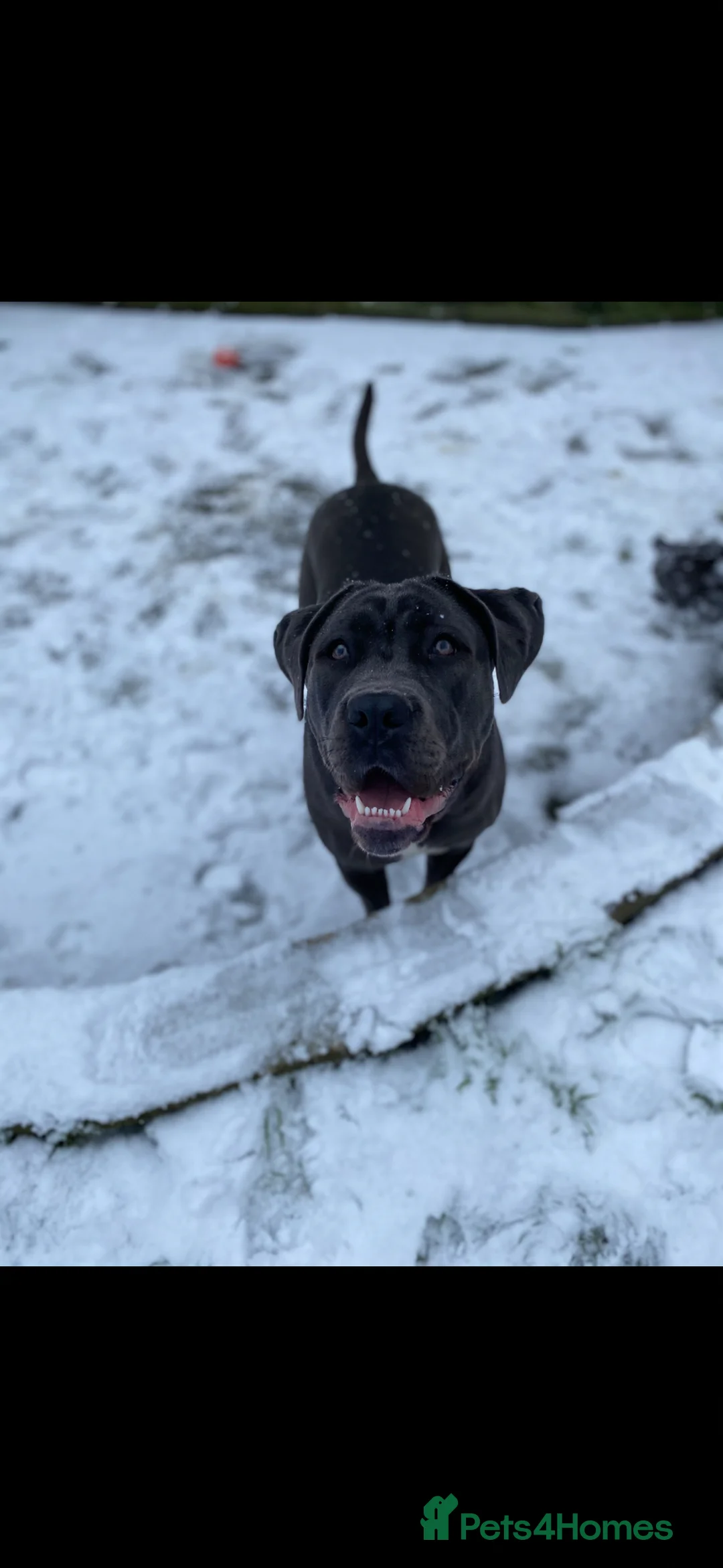 Cane Corso dogs for sale: Champion Bloodline Cane Corso Puppies in Cumnock - Advert 1