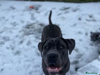 Cane Corso dogs Champion Bloodline Cane Corso Puppies - Advert 4