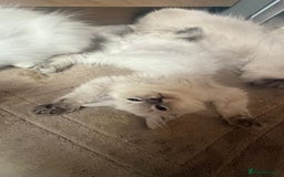 Ragdoll cats for sale: GCCF Registered Kittens - Image 13