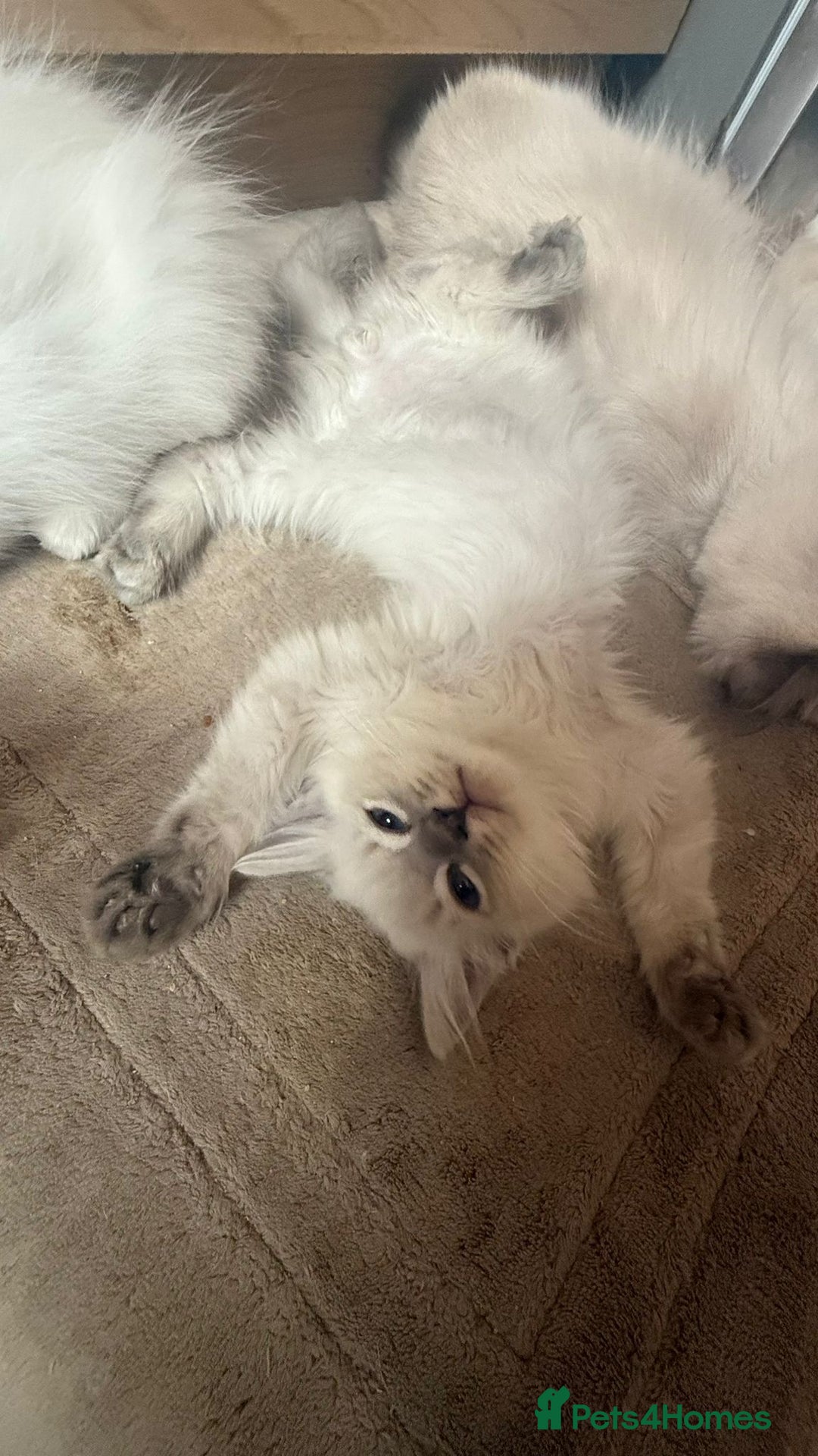 Ragdoll cats for sale: GCCF Registered Kittens - Image 13