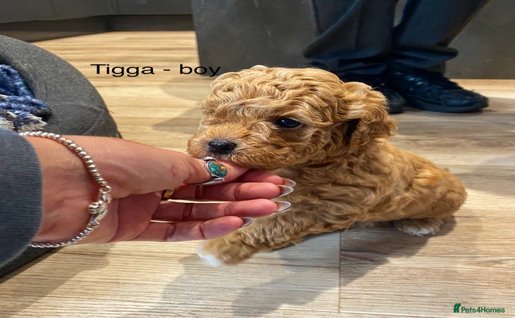 Mixed Breed dogs for sale - Advert 1