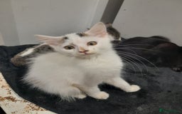 Mixed Breed cats for sale: Beautiful mixed kittens with mixed ages! - Image 3