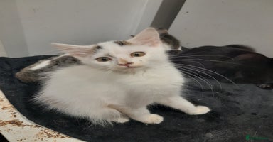 Mixed Breed cats - Advert 5