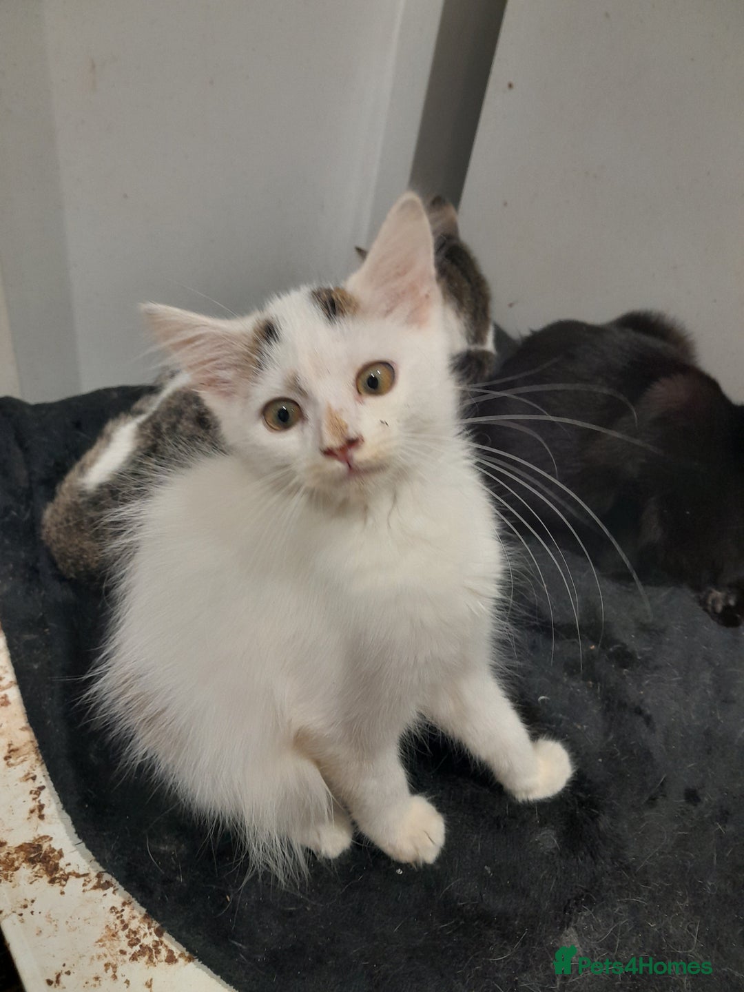 Mixed Breed cats for sale: Beautiful mixed kittens with mixed ages! - Image 3