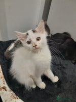 Mixed Breed cats - Advert 3