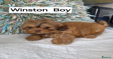 Shih Tzu dogs - Advert 7