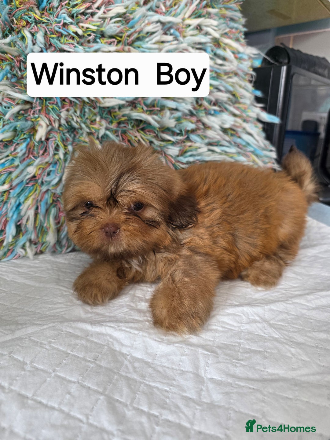 Shih Tzu dogs for sale: Stunning full pedigree miniature shih tzu puppies  - Image 3
