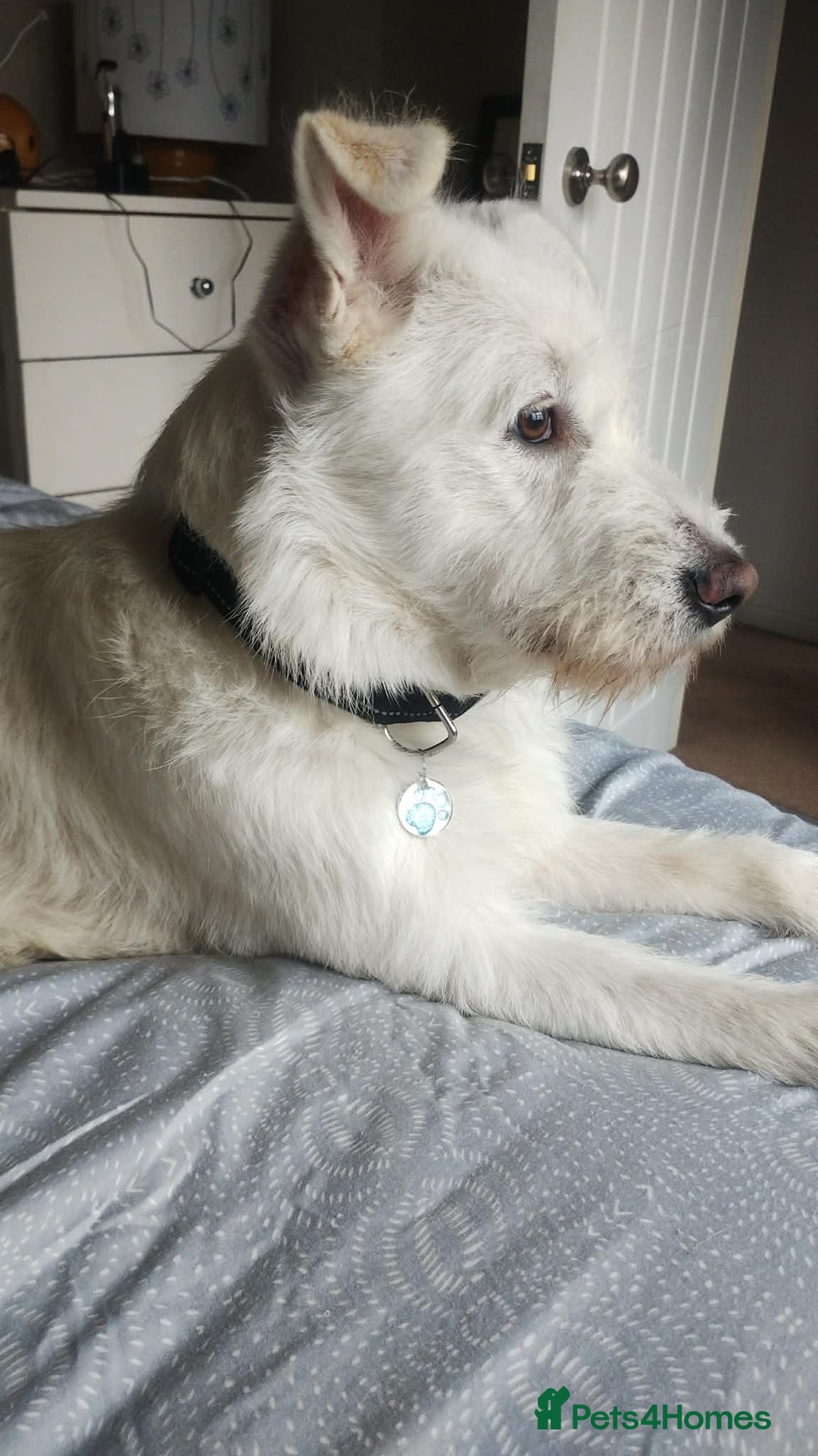 Mixed Breed dogs for adoption: HANDSOME HENRY  - Advert 4