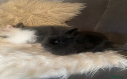Lionhead rabbits for sale: Beautiful DoubleMane Lionhead Baby Bunnies/Rabbits - Image 11