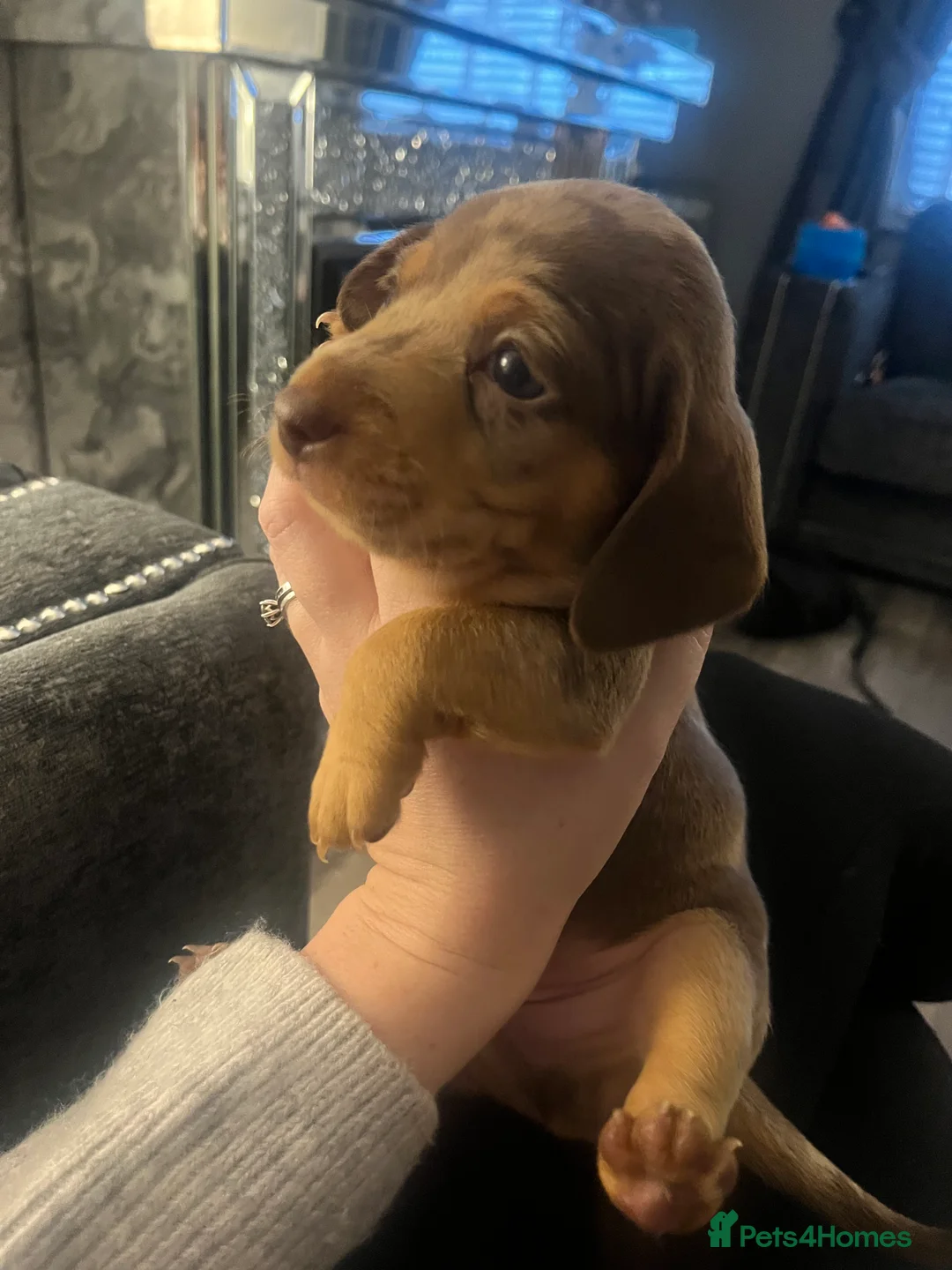 Miniature Dachshund dogs for sale: Minature Dachshunds  - Advert 14