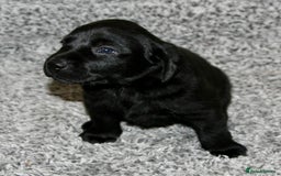 Labrador Retriever dogs for sale: All viewings booked or puppies reserved - Advert 5
