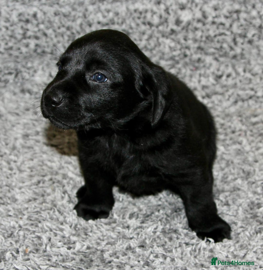 Labrador Retriever dogs for sale: All viewings booked or puppies reserved - Advert 5