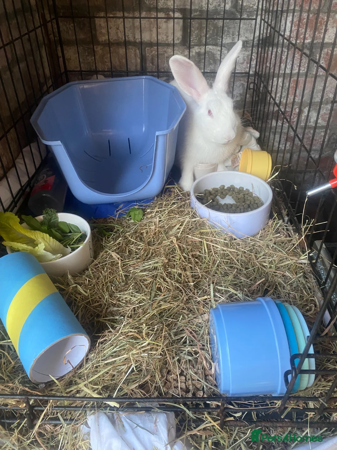 New Zealand rabbits for sale: Lovely REW doe for sale  in Swansea - Advert 1
