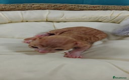 Cornish Rex cats for sale: Cornish Rex kittens available to reserve. - Image 12