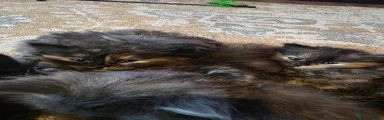 Maine Coon 5
