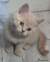 British Shorthair cats - Advert 4