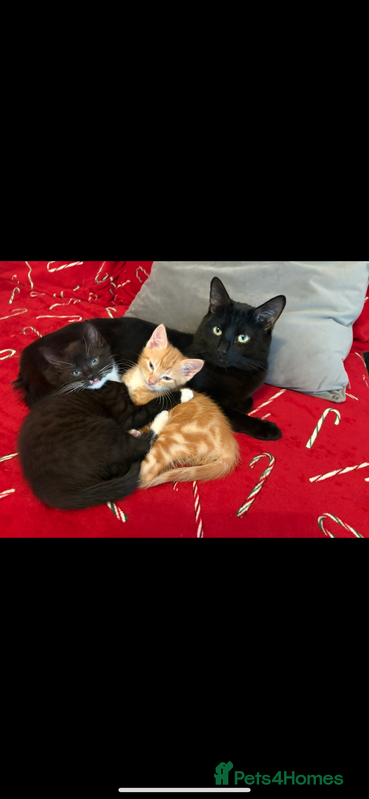 Domestic Shorthair cats 2 male kittens - Advert 5