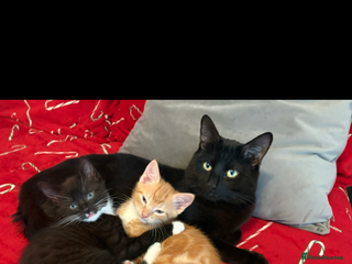 Domestic Shorthair cats 2 male kittens - Advert 8