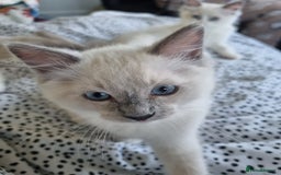 Ragdoll cats for sale: Beautiful Fluffy Ragdoll Kittens 💕🐱 - Image 2