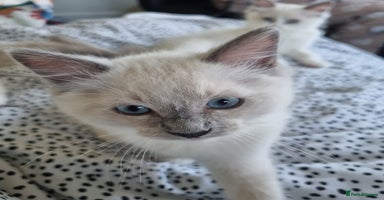 Ragdoll cats - Advert 4