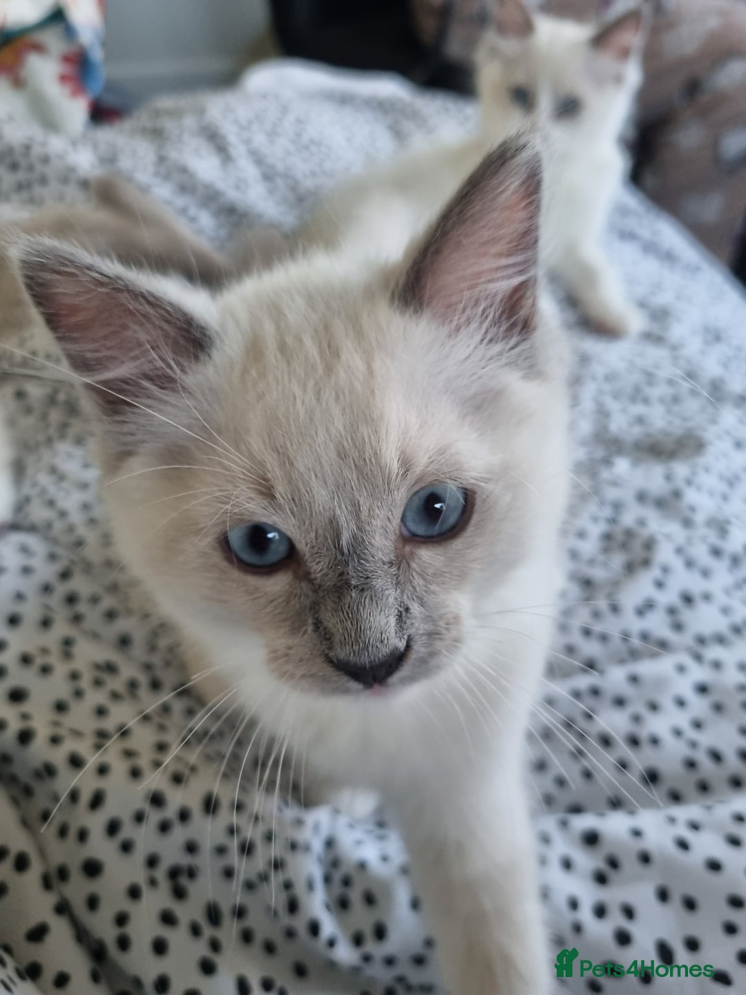 Ragdoll cats for sale: Beautiful Fluffy Ragdoll Kittens 💕🐱 - Image 2