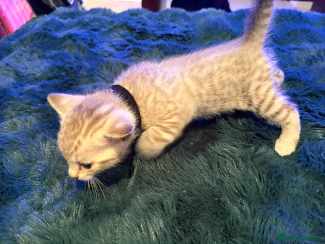 Bengal cats for sale: Snow Mink/Lynx & Brown Rosette/Marble Bengals in Worthing - Advert 10