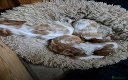 Cavalier King Charles Spaniel dogs for sale: Blenheim Cavalier King Charles spaniel puppies  - Image 17