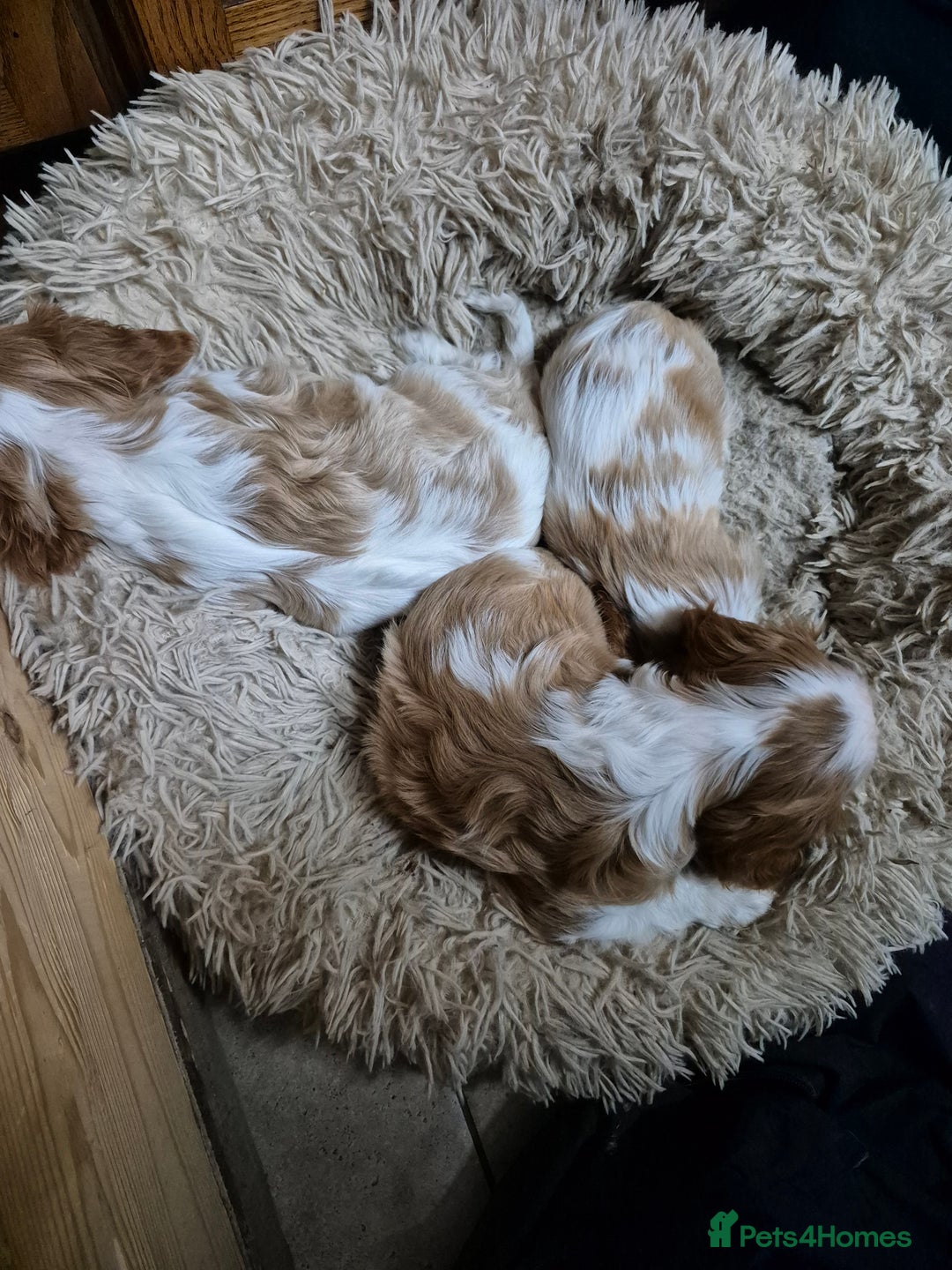 Cavalier King Charles Spaniel dogs for sale: Blenheim Cavalier King Charles spaniel puppies  - Image 17