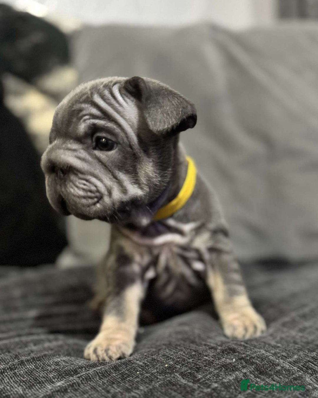 French Bulldog dogs for sale: High Quality French Bulldog Puppies  - Image 21