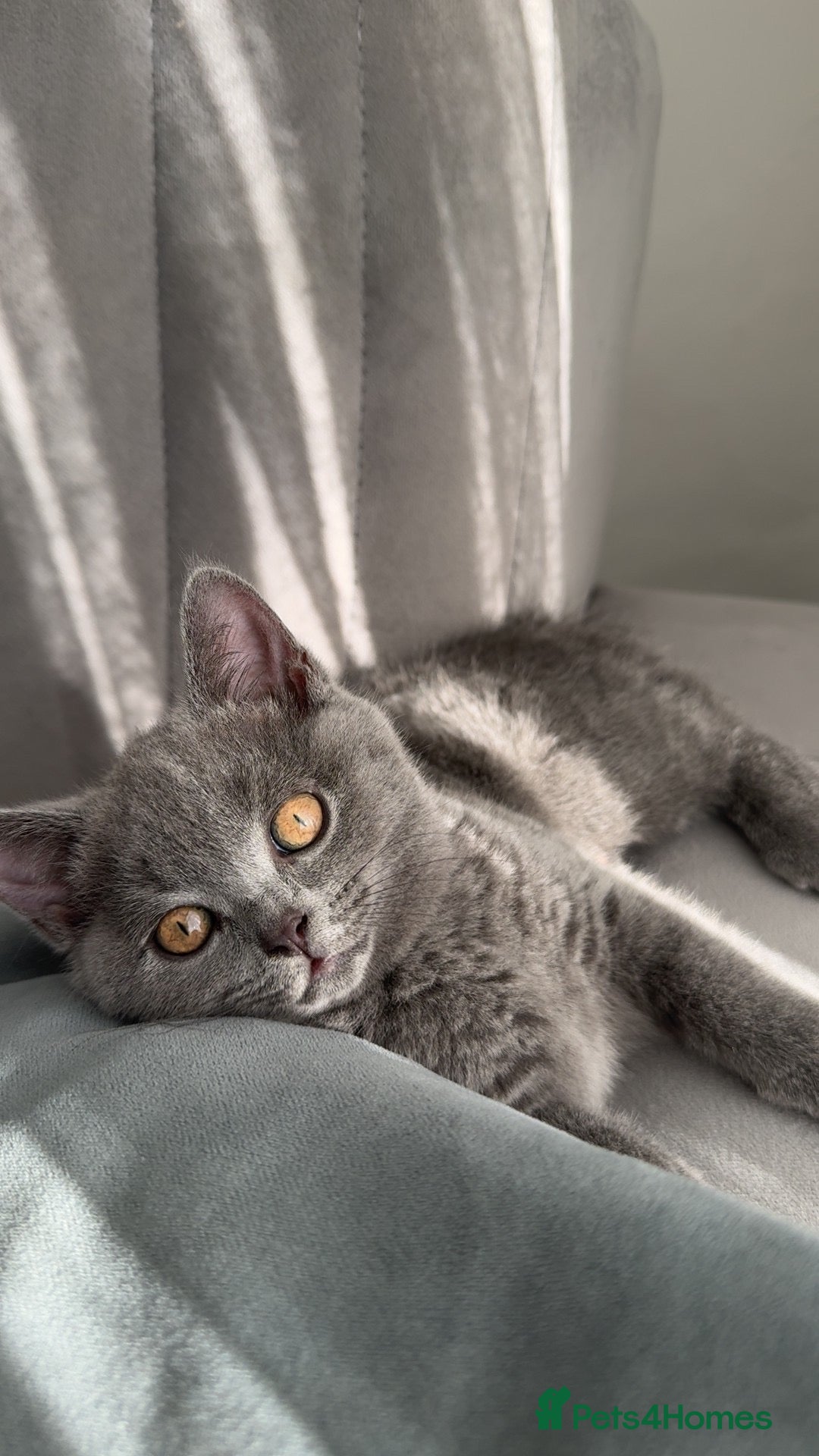 British Shorthair cats British shorthair £400 - Advert 9