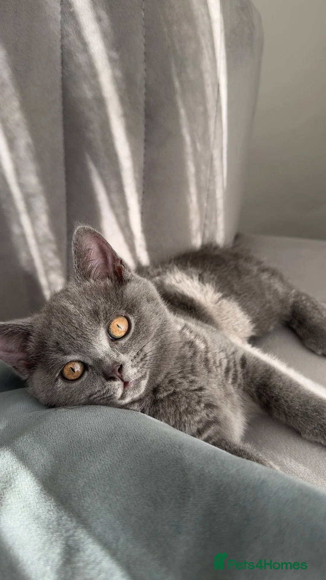 British Shorthair cats for sale: British shorthair £400 - Advert 1