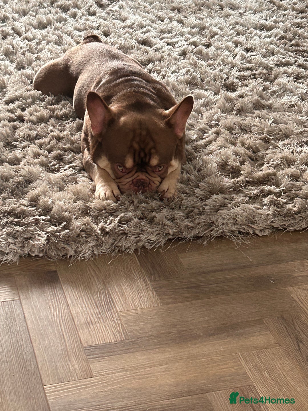 French Bulldog dogs for stud: new shade chocolate and tan carrying fluffy stud in Rochdale - Advert 23