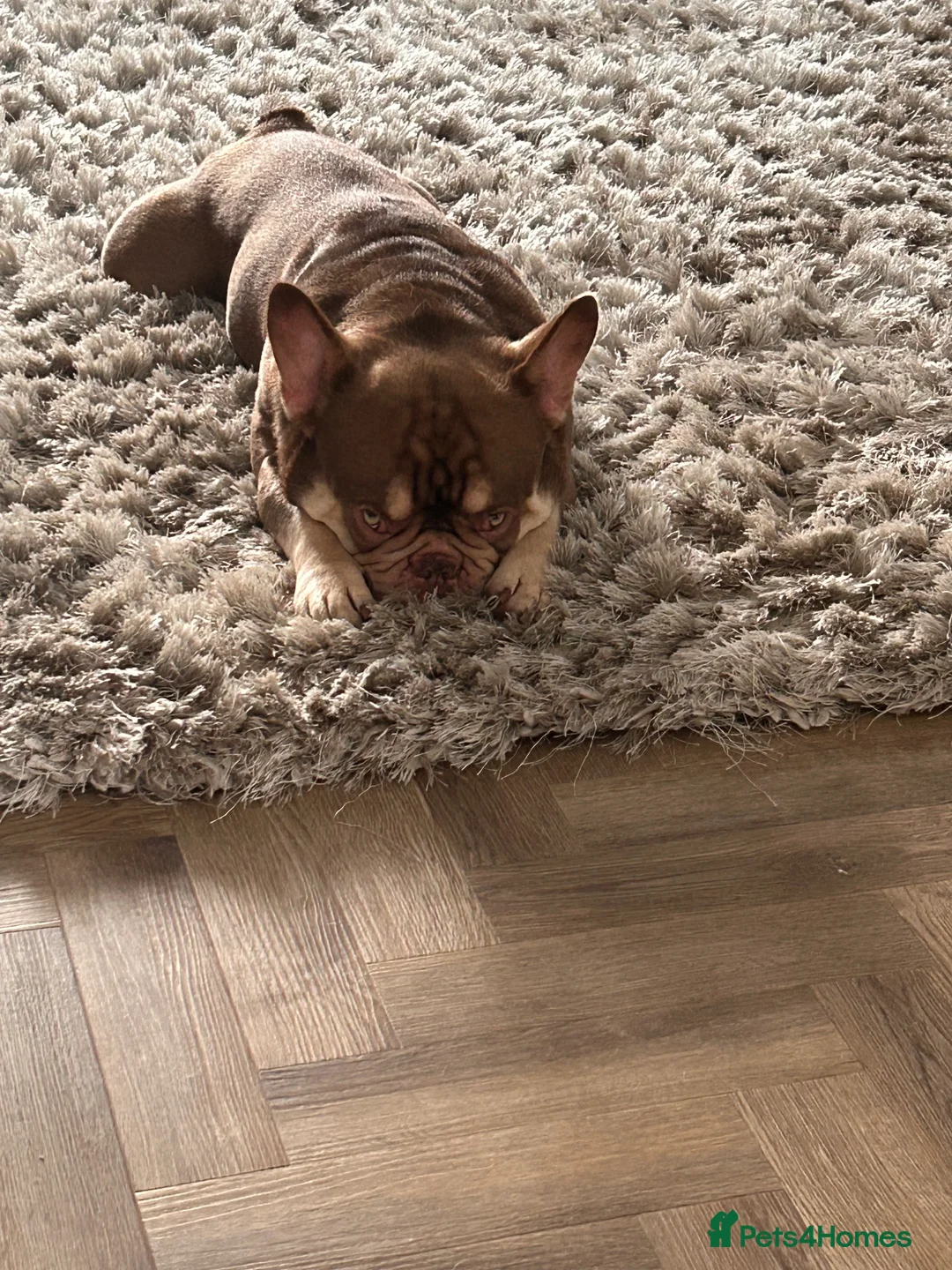 French Bulldog dogs for stud: new shade chocolate and tan carrying fluffy stud in Rochdale - Advert 23