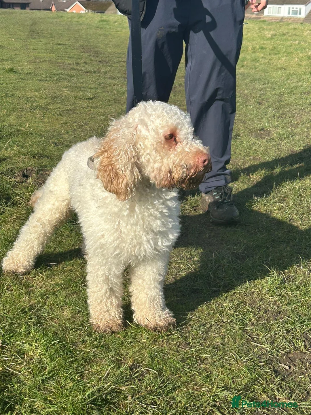 Cockapoo dogs for sale: Male cockapoo in Leyland - Advert 1