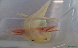 Axolotl reptiles for sale: Axolotls - Image 19