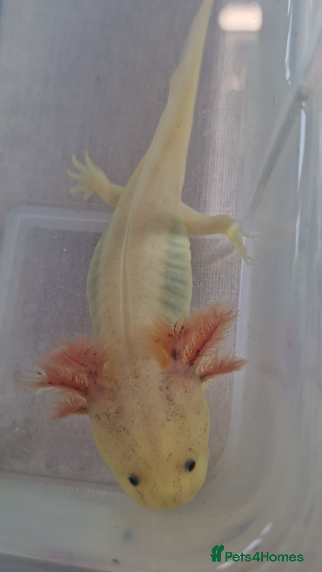 Axolotl reptiles for sale: Axolotls - Image 19