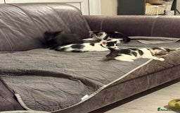 British Shorthair cats for sale: Kittens  - Image 9