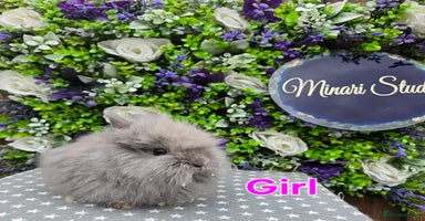 Lionhead rabbits - Advert 9