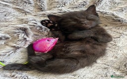 Bengal cats for sale: Mixed Stunning Bengals  - Image 13